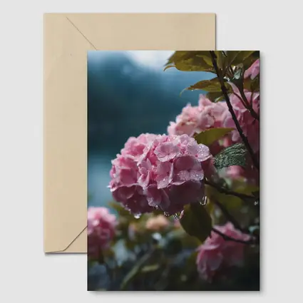 Pink Hydrangeas With Rain Drops Moody