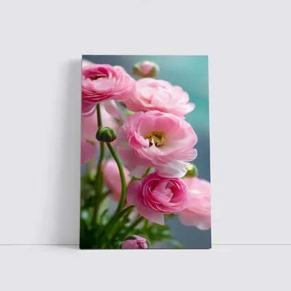 Pink Ranunculus Flowers Soft Blue Background