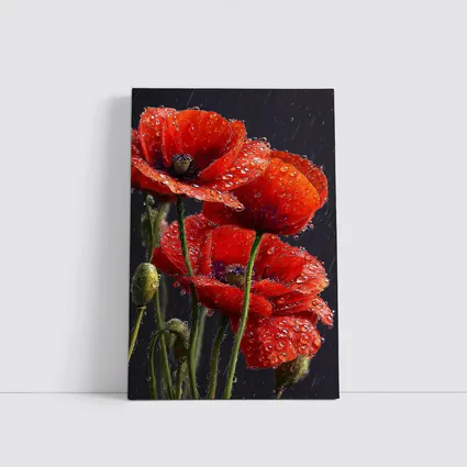 Red Poppies With Rain Drops Dark Background