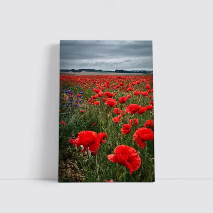 Red Poppies Field Under Cloudy Sky