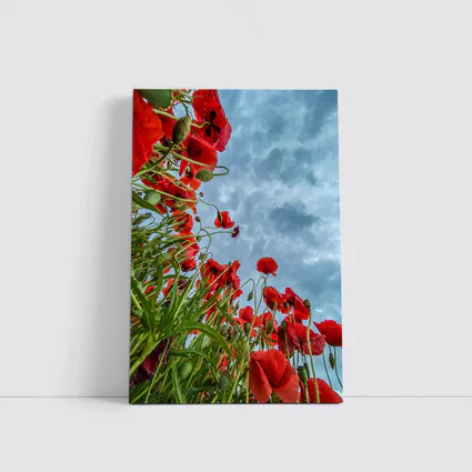 Red Poppies Field Against Cloudy Sky
