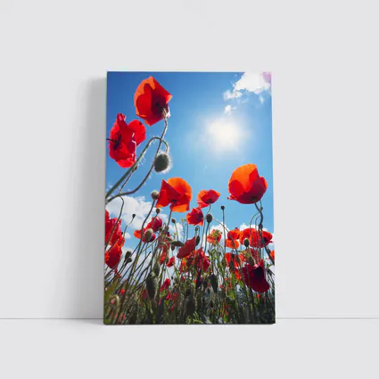Red Poppies Field Against Sunny Blue Sky