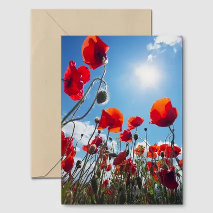 Red Poppies Field Against Sunny Blue Sky