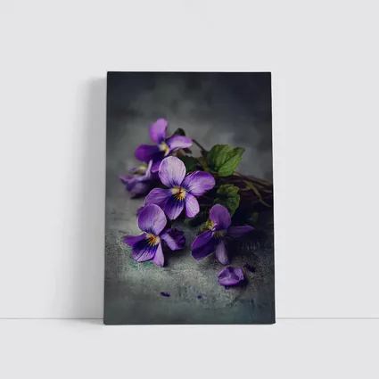 Purple Violet Flowers On Gray Background