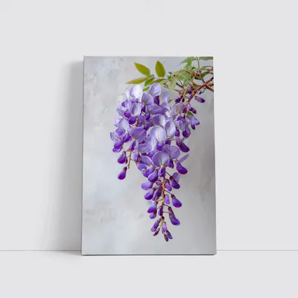 Wisteria Purple Flowers Hanging Gray Background