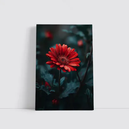 Red Gerbera Daisy With Rain Drops Dark