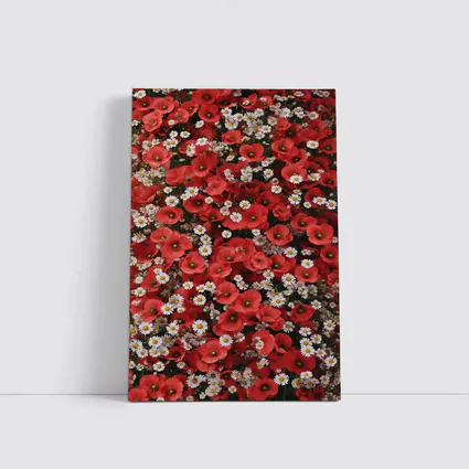 Red Poppies and White Daisies Flower Field