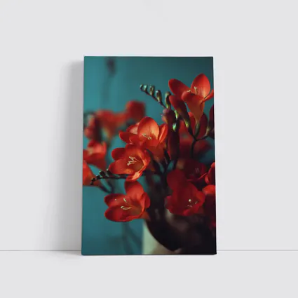 Red Freesia Flowers Teal Background Botanical
