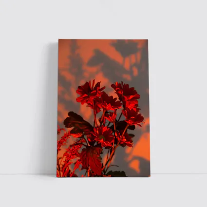Red Chrysanthums Glowing Warm Sunset Wall