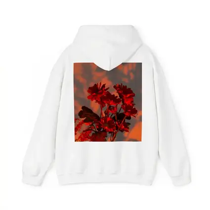 Red Chrysanthums Glowing Warm Sunset Wall