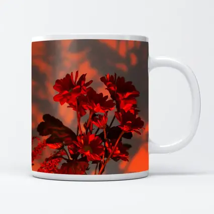 Red Chrysanthums Glowing Warm Sunset Wall