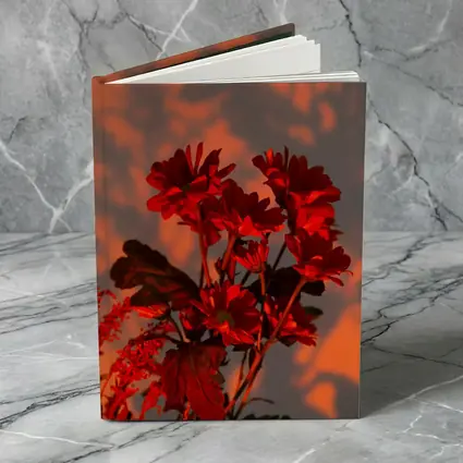 Red Chrysanthums Glowing Warm Sunset Wall