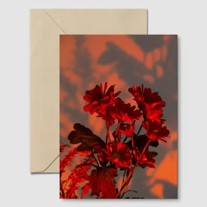 Red Chrysanthums Glowing Warm Sunset Wall