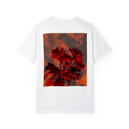 Red Chrysanthums Glowing Warm Sunset Wall