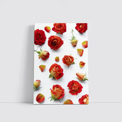 Red Roses and Petals White Background