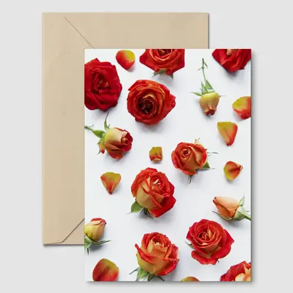 Red Roses and Petals White Background