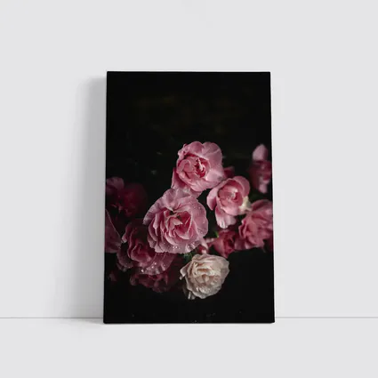 Pink Roses With Water Drops Dark Background