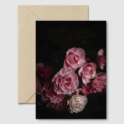 Pink Roses With Water Drops Dark Background