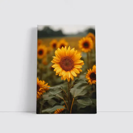 Sunflower Field Golden Blooms Overcast Sky