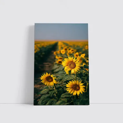 Sunflower Field Rows Under Clear Sky