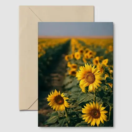 Sunflower Field Rows Under Clear Sky
