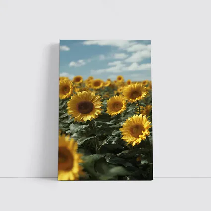 Sunflower Field Under Bright Blue Sky