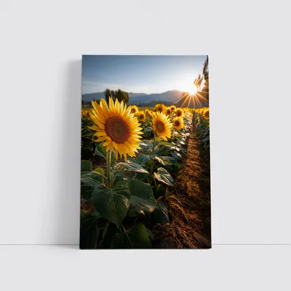 Sunflower Field Golden Hour Mountain Backdrop