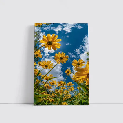 Yellow Daisies Against Blue Summer Sky