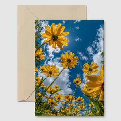 Yellow Daisies Against Blue Summer Sky