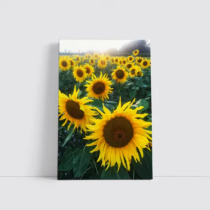 Sunflower Field Golden Summer Light