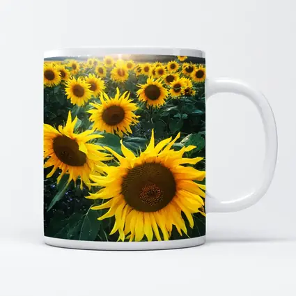 Sunflower Field Golden Summer Light