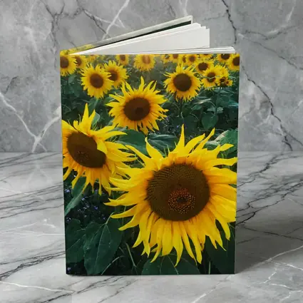 Sunflower Field Golden Summer Light