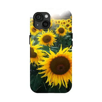 Sunflower Field Golden Summer Light