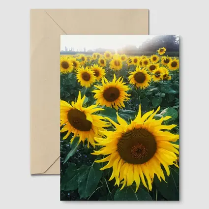 Sunflower Field Golden Summer Light
