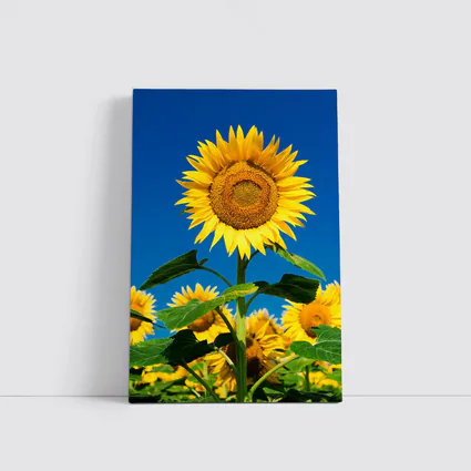 Sunflower Field Against Clear Blue Sky
