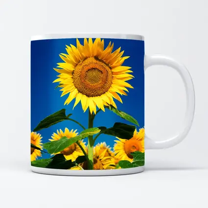 Sunflower Field Against Clear Blue Sky