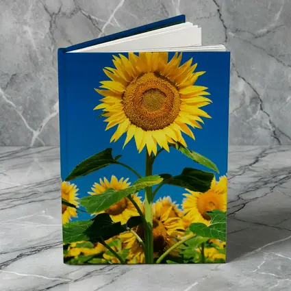 Sunflower Field Against Clear Blue Sky