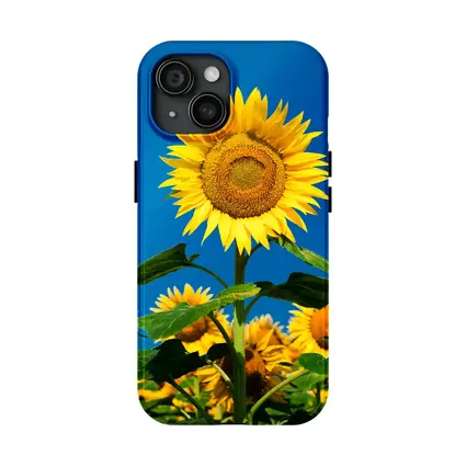 Sunflower Field Against Clear Blue Sky
