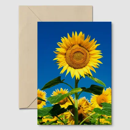 Sunflower Field Against Clear Blue Sky