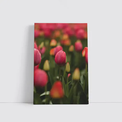 Pink Tulips Field Soft Green Background