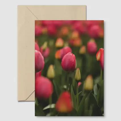 Pink Tulips Field Soft Green Background
