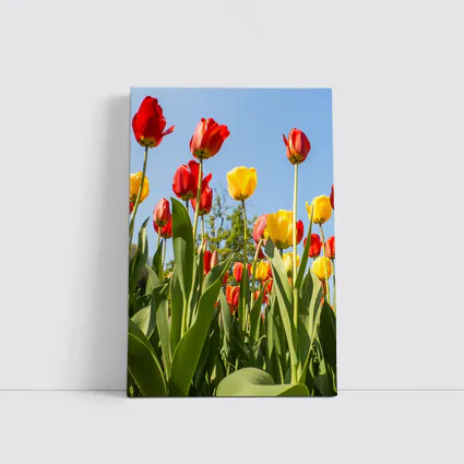 Red Yellow Tulips Against Blue Sky