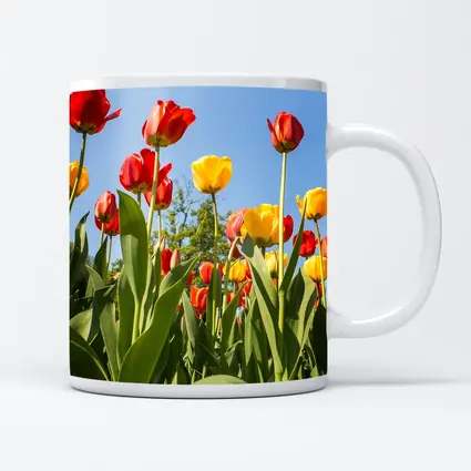 Red Yellow Tulips Against Blue Sky