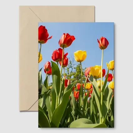 Red Yellow Tulips Against Blue Sky