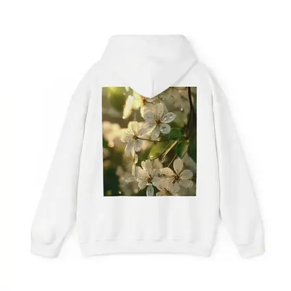 White Cherry Blossoms With Morning Dew Drops