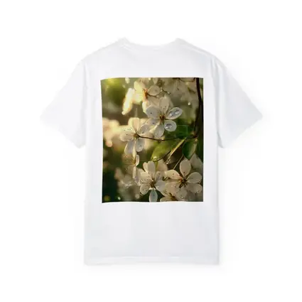 White Cherry Blossoms With Morning Dew Drops
