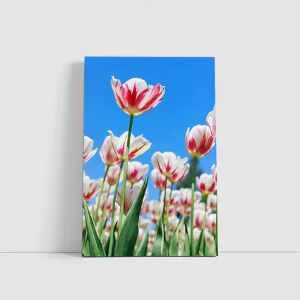 Red White Tulips Against Blue Sky