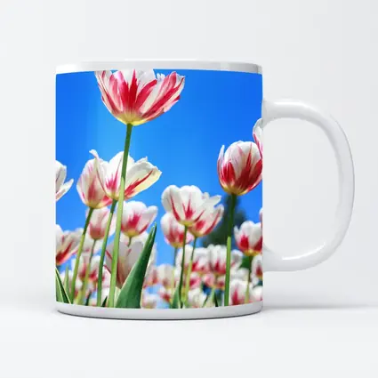 Red White Tulips Against Blue Sky