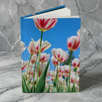 Red White Tulips Against Blue Sky