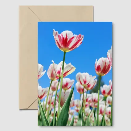 Red White Tulips Against Blue Sky